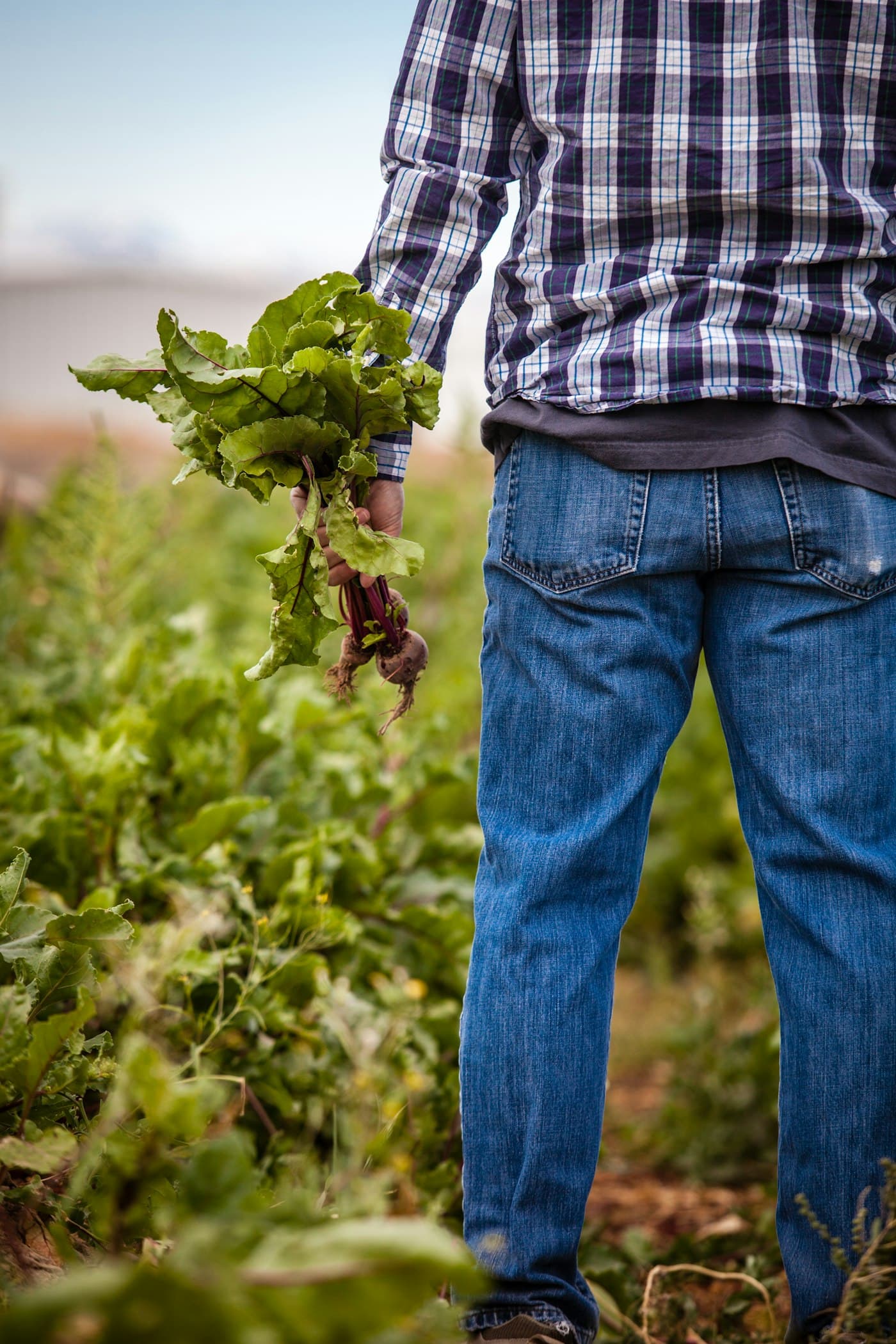 A grower in a plaid shirt standing in a field, holding a bunch of freshly pulled beets.